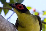 Australasian Figbird (Sphecotheres vieilloti)